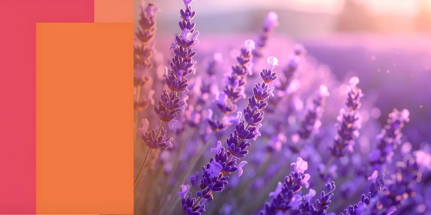 lavanda